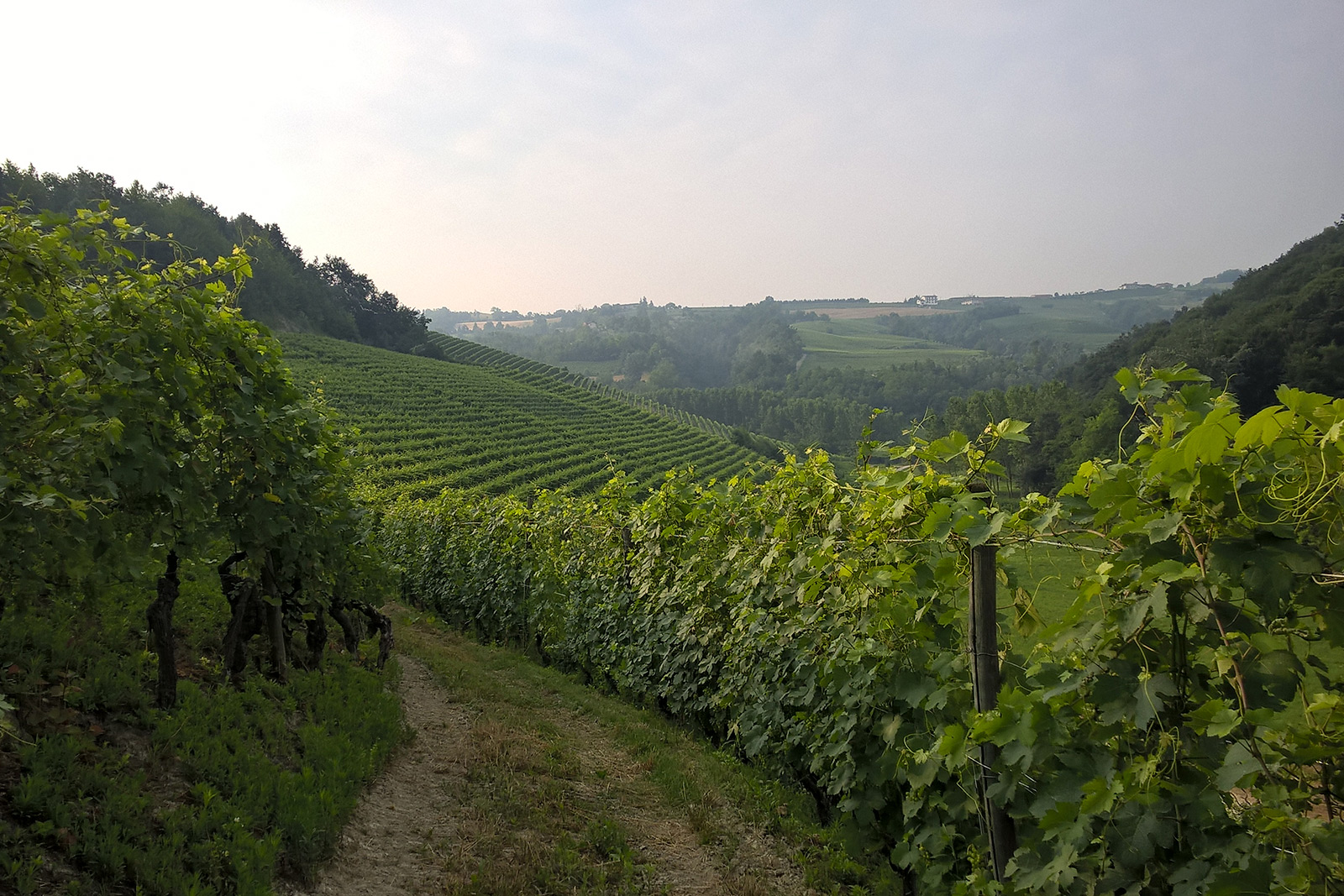 AZIENDA VITIVINICOLA PRINCIPIANO FERDINANDO