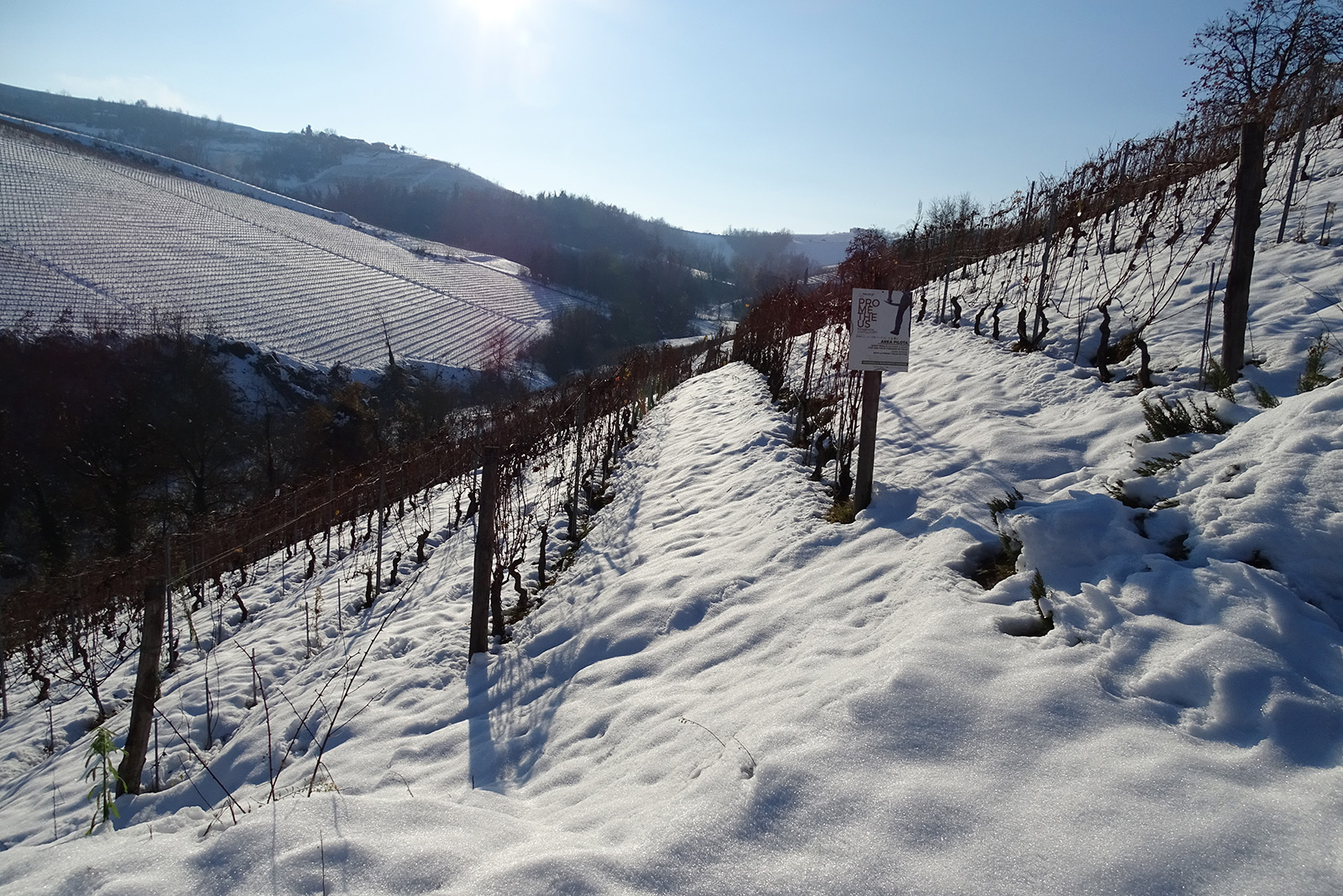 AZIENDA VITIVINICOLA PRINCIPIANO FERDINANDO